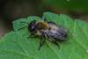 Andrena synadelpha